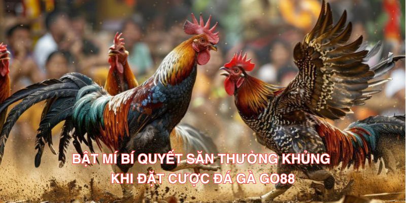 Bật mí bí quyết săn thưởng khủng khi đặt cược đá gà Go88